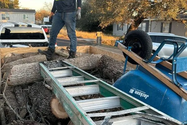 Tree Removal