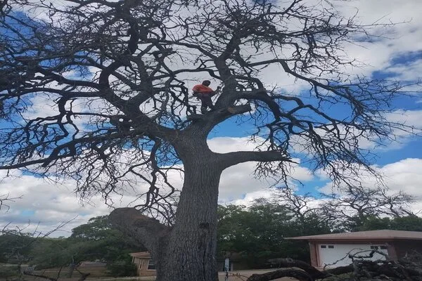 Tree Trimming